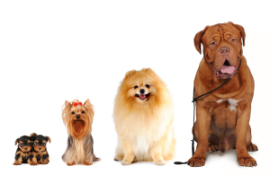 Group of dogs different sizes sit and looking into camera isolated on white. Yorkshire terrier, spitz, bordoss dog.
